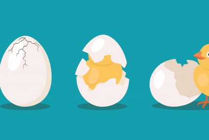Hatching Chicken eggs animation