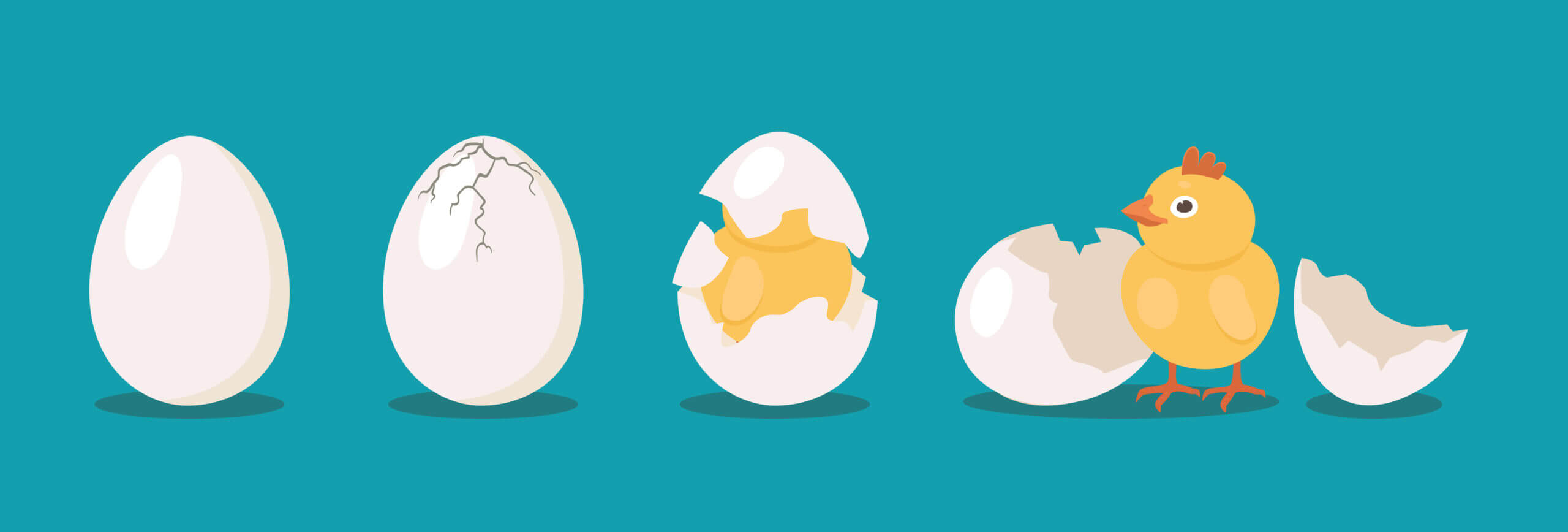 Hatching Chicken eggs animation